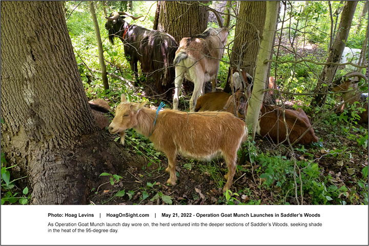 Multiple goats standing in a forest area.