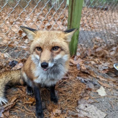 Ember, a Red Fox