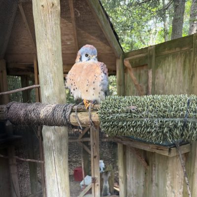 Comet, an American Kestrel