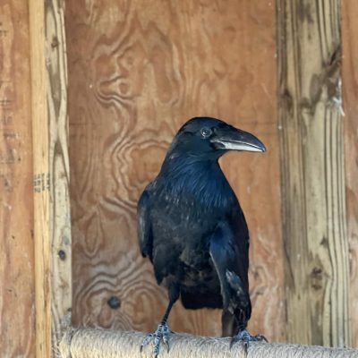 Poe, a common raven