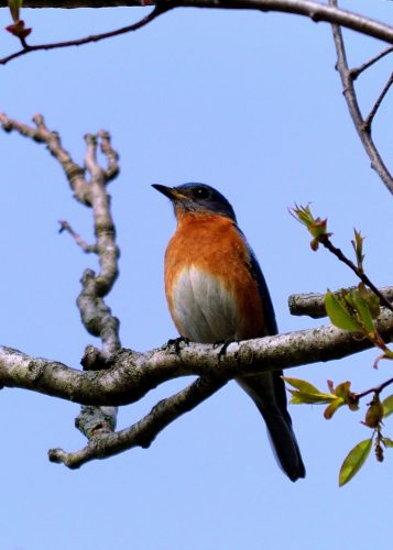 Eastern bluebird in a tree